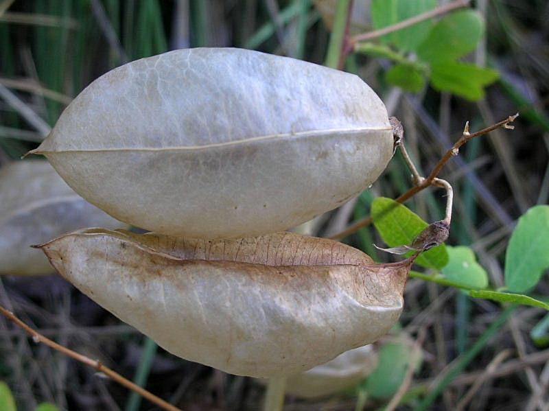 Colutea arborescens / Vesicaria
